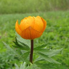 Trollius asiaticus