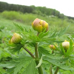 Trollius asiaticus