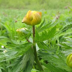 Trollius asiaticus