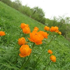 Trollius asiaticus