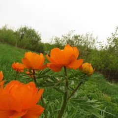 Trollius asiaticus
