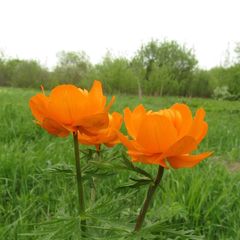 Trollius asiaticus