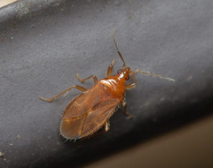 Lasiochilus pallidulus