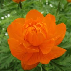 Trollius asiaticus
