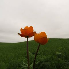 Trollius asiaticus