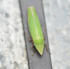 Draeculacephala navicula