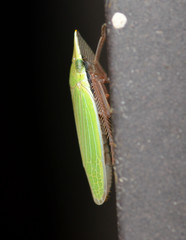 Draeculacephala navicula