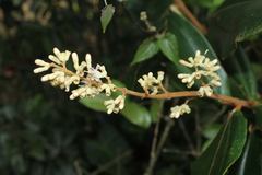 Miconia bubalina