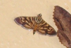 Arthromastix lauralis