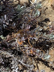 Penstemon californicus