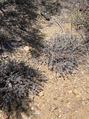 Penstemon californicus