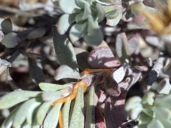 Penstemon californicus