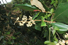 Miconia bubalina