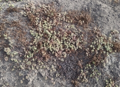 Chorizanthe cuspidata