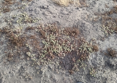 Chorizanthe cuspidata