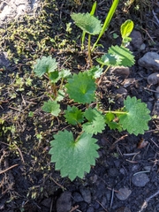 Micranthes nelsoniana