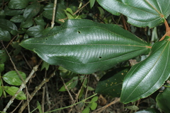 Miconia bubalina