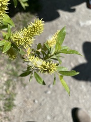 Salix pseudomyrsinites