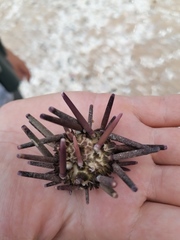 Eucidaris thouarsii