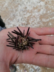 Eucidaris thouarsii