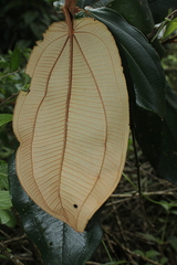 Miconia bubalina