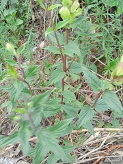 Scutellaria supina