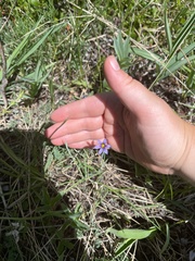Sisyrinchium idahoense