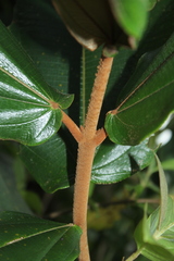Miconia bubalina