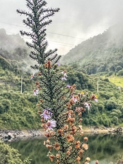 Diplostephium hartwegii