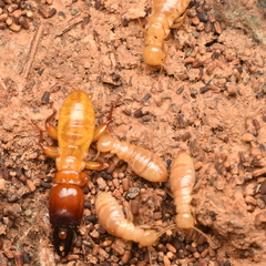 Zootermopsis nevadensis