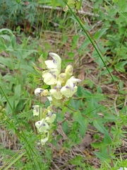 Scutellaria supina