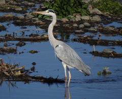 Ardea cinerea