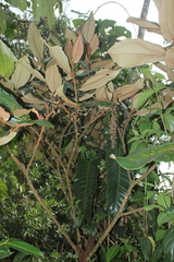 Miconia bubalina