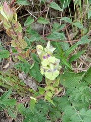 Scutellaria supina