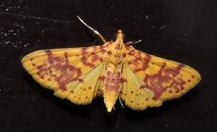 Conogethes haemactalis