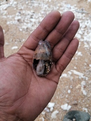 Macrocypraea cervinetta