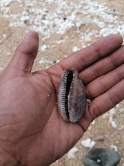 Macrocypraea cervinetta