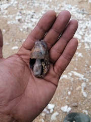 Macrocypraea cervinetta