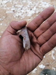 Macrocypraea cervinetta