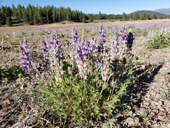 Lupinus lepidus confertus