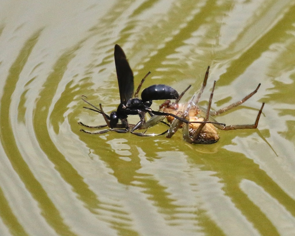 Anoplius depressipes