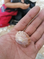 Crucibulum scutellatum