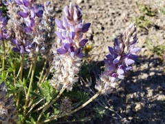 Lupinus lepidus confertus