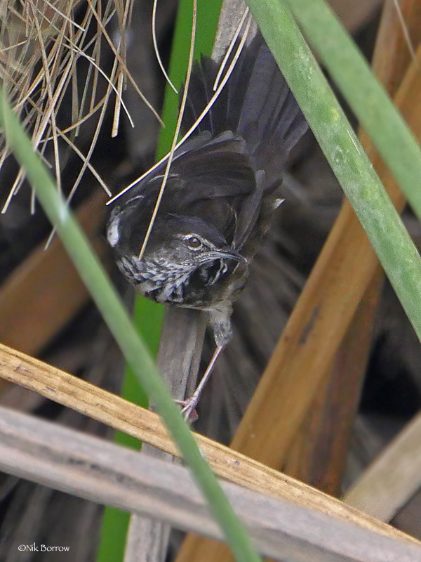 White-Winged Swamp Warbler