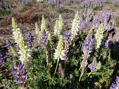 Lupinus lepidus confertus