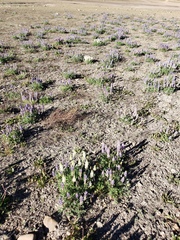 Lupinus lepidus confertus