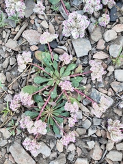Calyptridium monospermum
