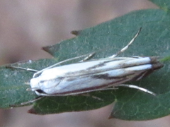 Polyhymno pontifera