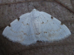 Lomographa bimaculata