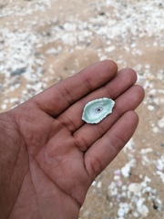 Fissurella microtrema